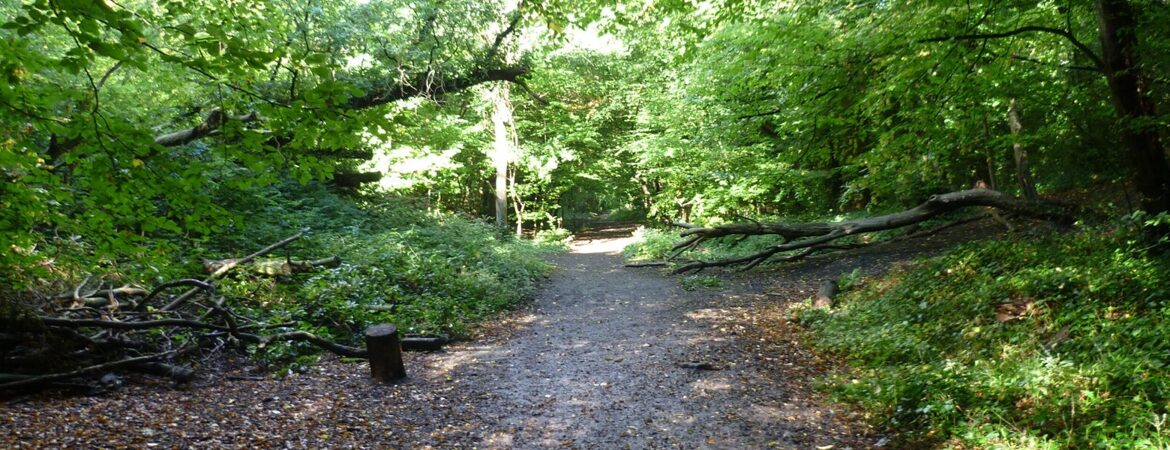 Year 4 trip to Sydenham Hill Woods