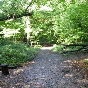 Year 4 trip to Sydenham Hill Woods